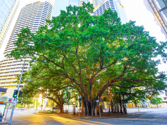 Trees in the middle of a downtown block surrounded by high rise buildings