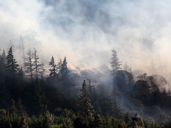 Hillside forest wildfire with smoke billowing from trees, covering the sky