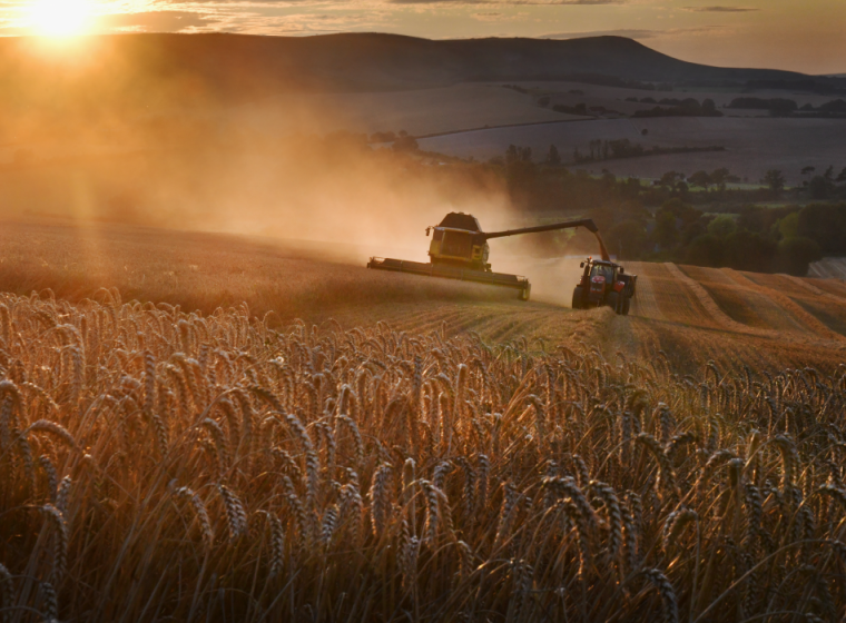 A tractor harvesting wheat in a field during sunset