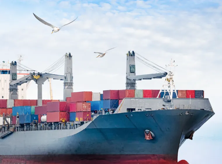 Ecological & Biological Sciences Ship Bird Seagals