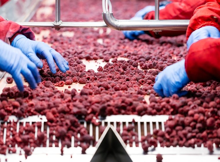  Gloved workers sort small fruit on conveyer belt. Exponent helps food and beverage manufacturers meet regulatory compliances.