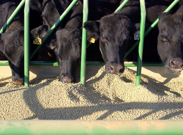 Cattle feeding in a commercial feedlot. Exponent's research helps improve the safety and quality of pet and animal feed.