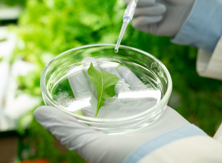 research, testing food, leaf, chemical regulation, food safety