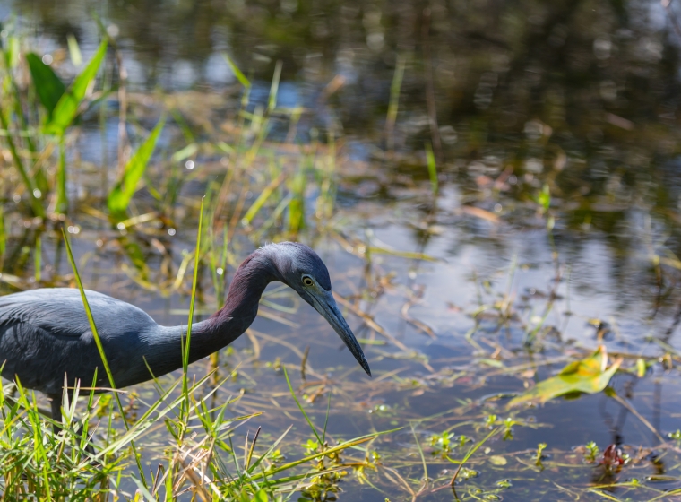 [EBS] Ecological & Biological Sciences - Environmental Risk Assessment - grey heron grazing in fresh water