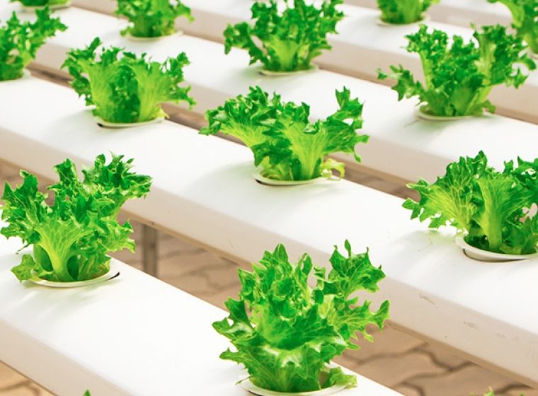 Growing lettuce in hydroponic containers. Exponent provides research, testing and support to improve food safety and innovation.