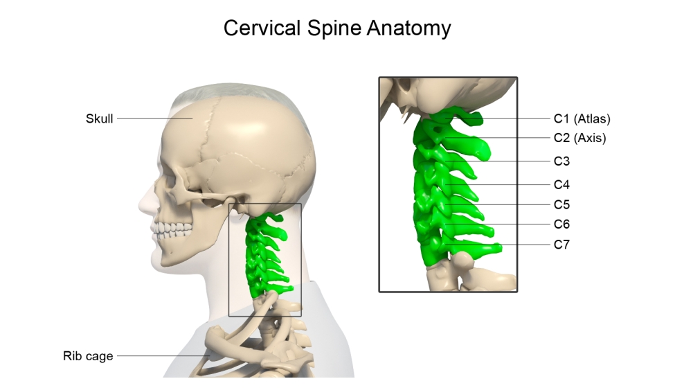 Cervical spine anatomy graphic