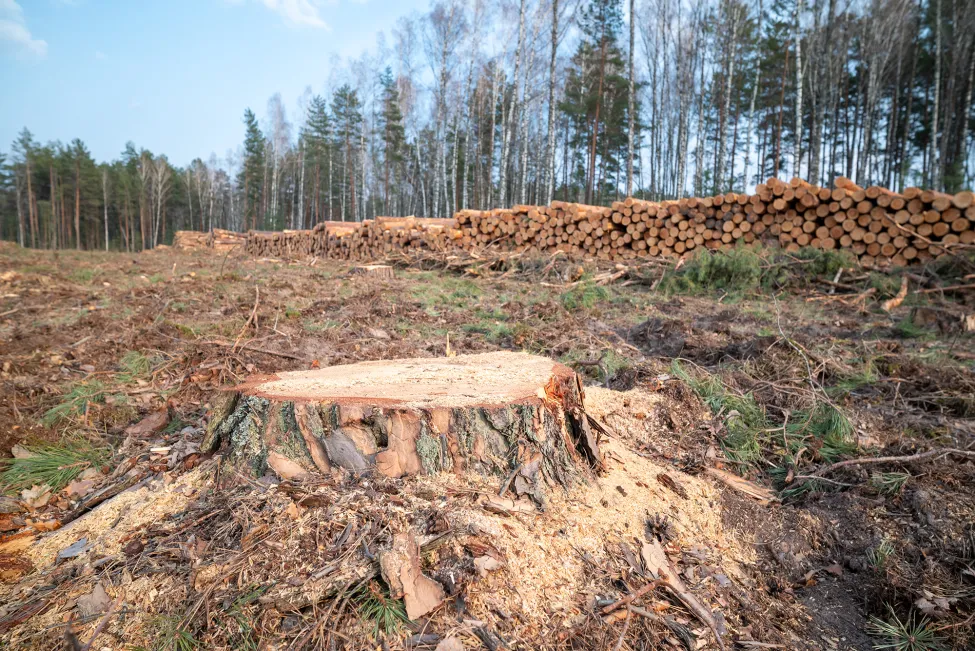Freshly cut pine tree stump in deforested area. A prominent, recently cut tree stump in the foreground, with sawdust and debris, leading to a large log pile and forest line in the background