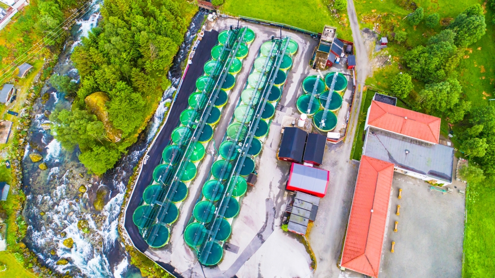 Two rows of fish farms from a top down view