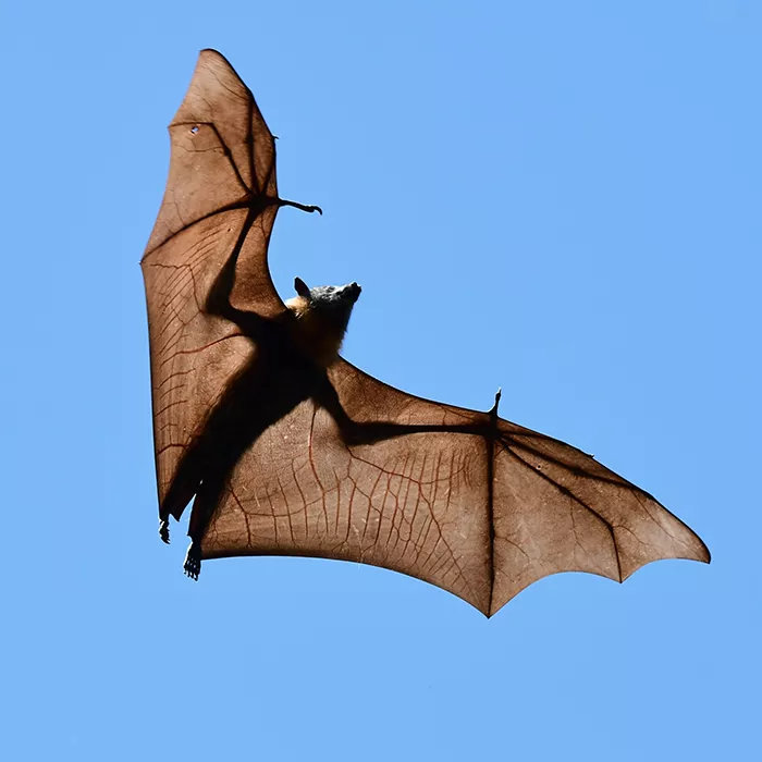 Flying fox