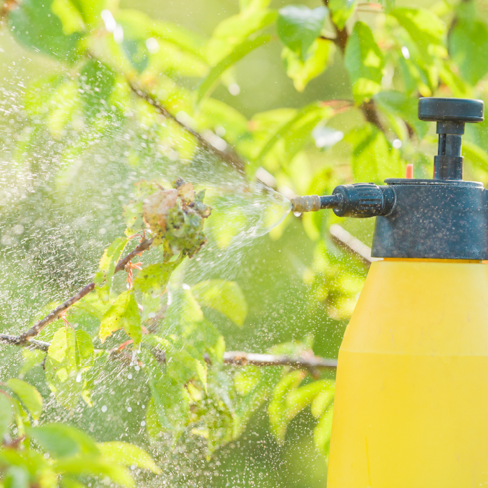A hand holding a yellow spray container misting plants with pesticide
