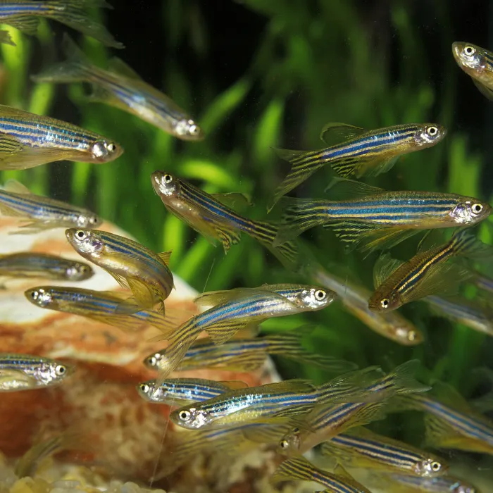 Zebra Fish, brachydanio rerio