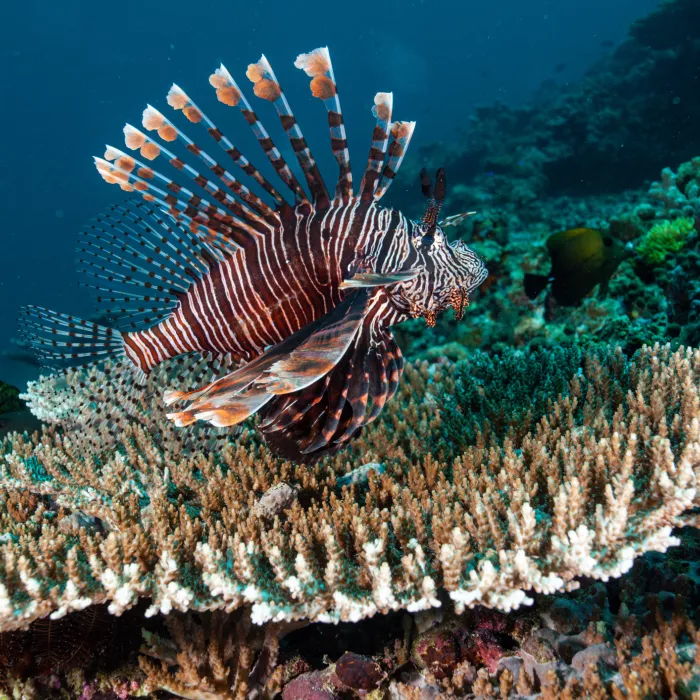 A fish swimming through a reef with a diver in the background