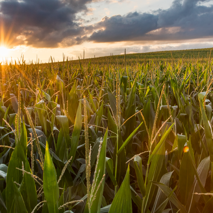 A field of corn at sunset. Exponent technical consulting for agcro-chemicals and pesticides.