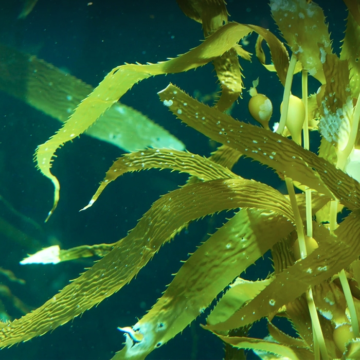 Seaweed in the ocean. Exponent helps clients preserve and protect natural resources.