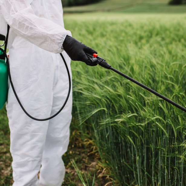 Weed control. Industrial agriculture theme. Scientist in protective work wear spraying toxic pesticides or insecticides on crops growing plantation.