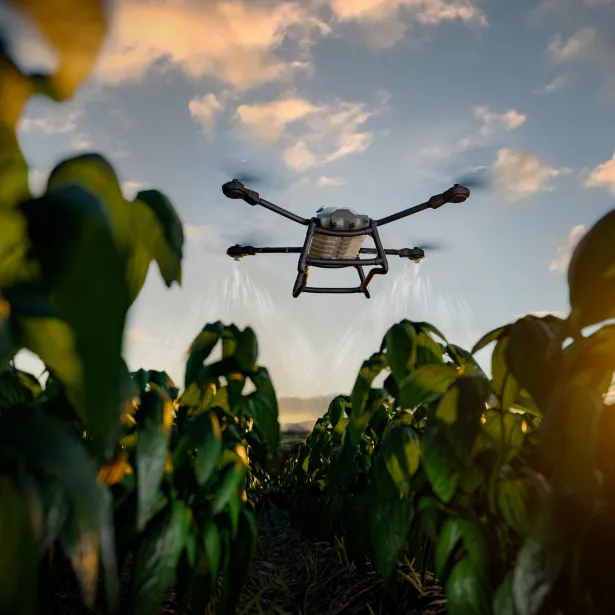  An agricultural drone sprays crops in the early morning sunlight. Advanced technology in farming, automation, and innovation improving productivity in agriculture.