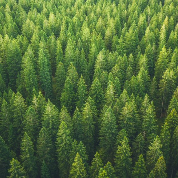 Green trees in a forest. Exponent environmental consulting for international arbitration provides objective, evidence-based insights.