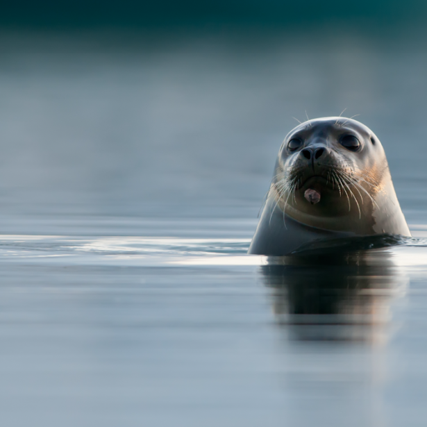 Brown seal poking its head out of water