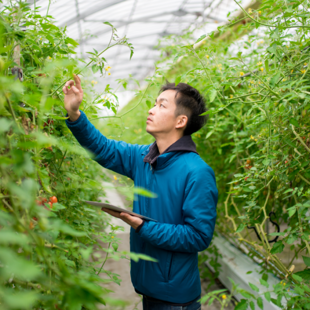 Man standing in nursery reaching up to examine cherry tomato plants