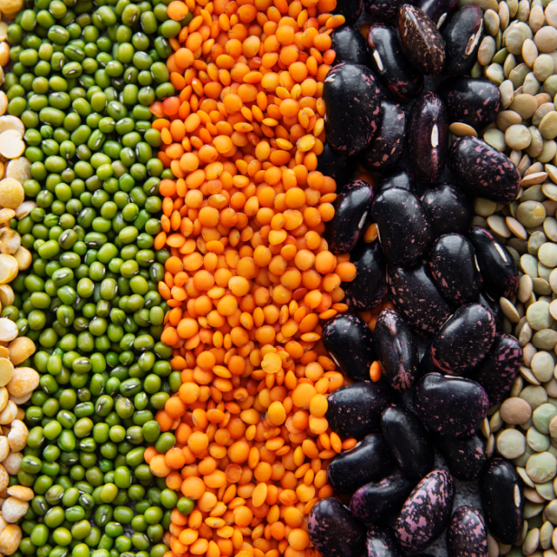 Close up of 7 rows of different, multi-colored beans