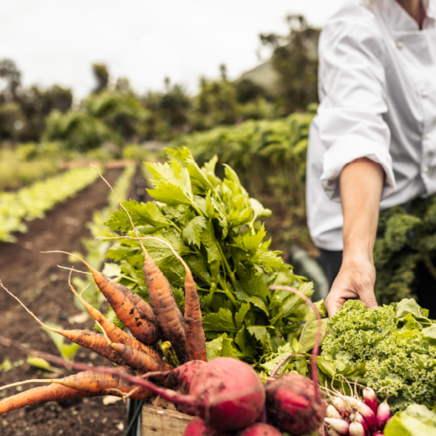 Woman reaching for carrots and other root vegetables standing between rows of green crops