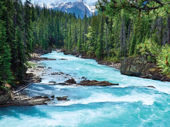 Nature River Stream Clear Water Green Trees