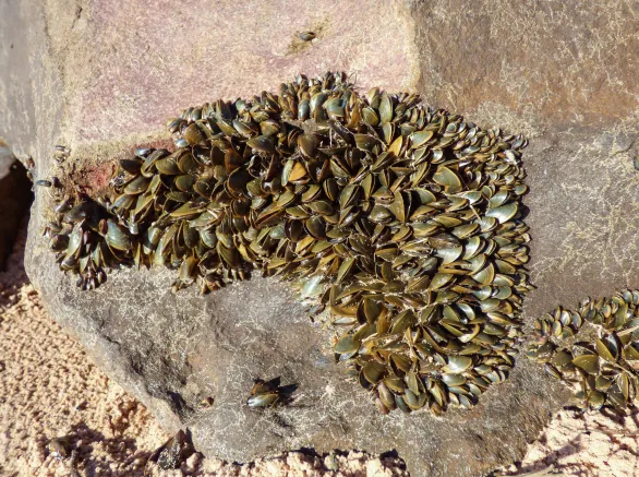 Golden Mussels on Rock