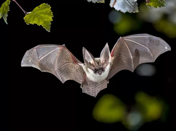 Flying Grey Long Eared Bat In Forest