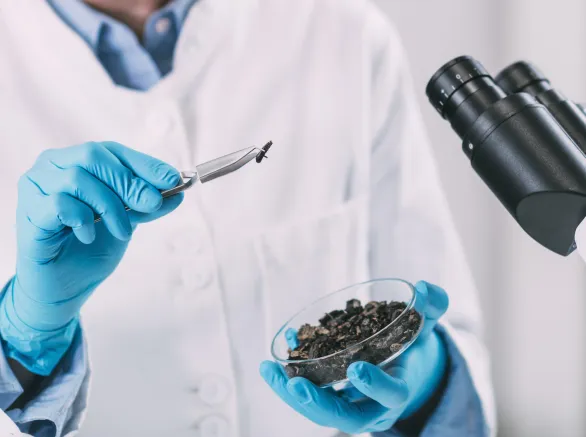 Archeology Scientists Analyzing Charred Wood in Petri Dish 