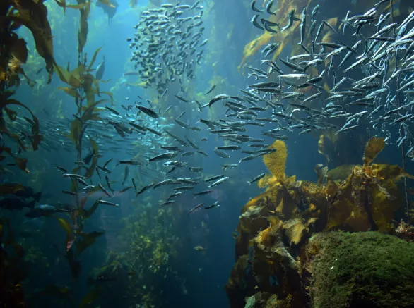 School of fish swimming throughout a reef