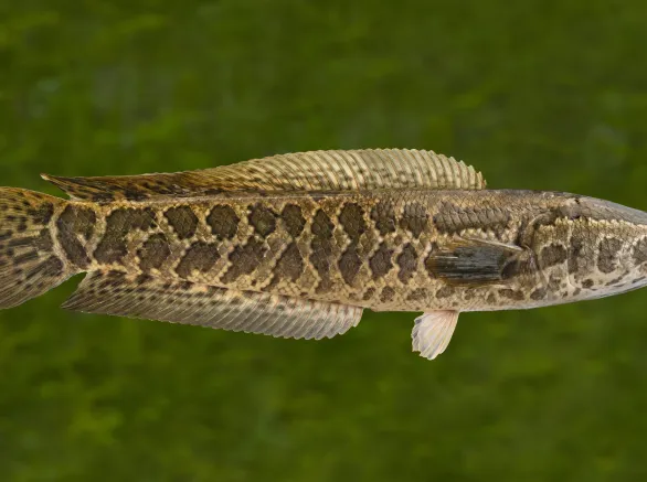 Alive snake fish isolated on natural green blurred background