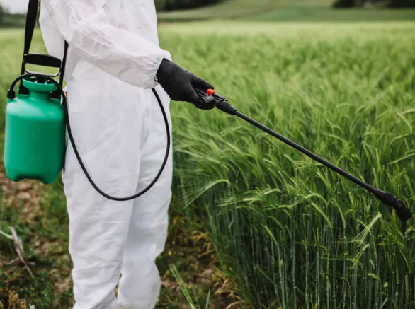 Weed control. Industrial agriculture theme. Scientist in protective work wear spraying toxic pesticides or insecticides on crops growing plantation.