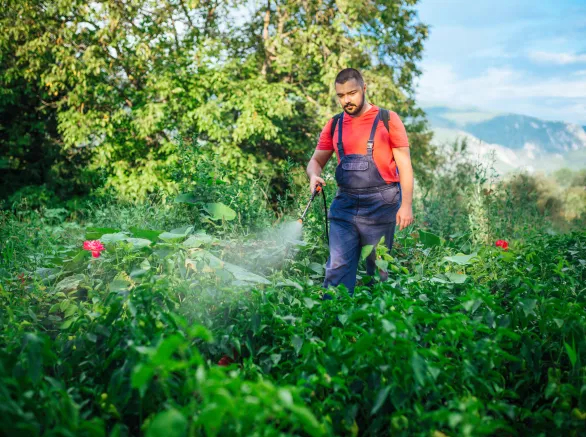 Farmer is spraying herbicide on garden
