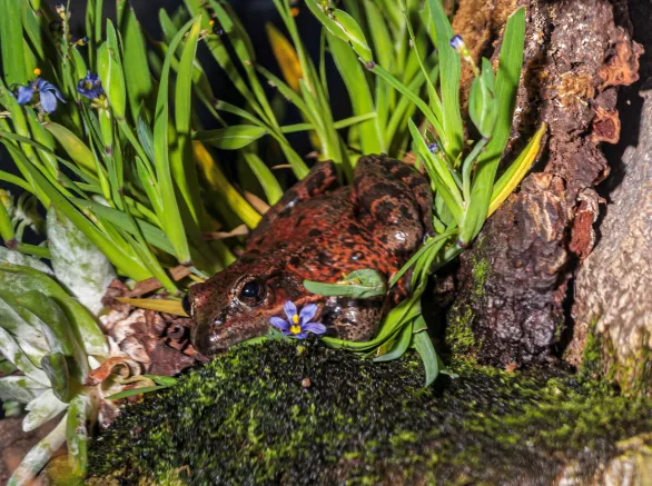 The California Red-legged Frog, Rana draytonii. Rana draytonii, after being long included with the Northern Red-legged Frog (R. aurora) as subspecies of a single species called simply Red-legged Frog.