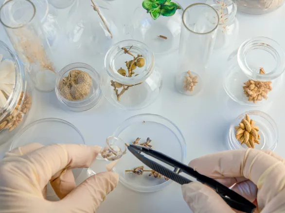 laboratory analyze of dry lavande flower plants with tweezers.