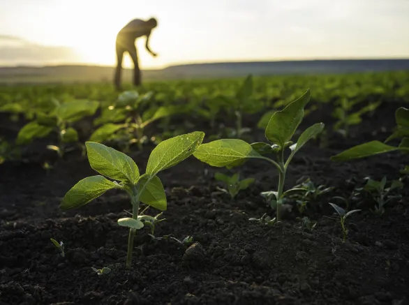 Small farmer business. Organic home grown produce.