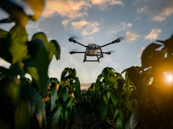  An agricultural drone sprays crops in the early morning sunlight. Advanced technology in farming, automation, and innovation improving productivity in agriculture.