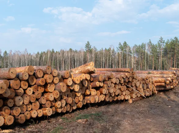 A vast stack of freshly cut pine logs dominates the foreground, laid out in a recently cleared area beside a dense forest line under a bright sky