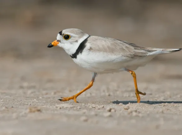Endangered piping plover walking on a sandy beach in summer, USA