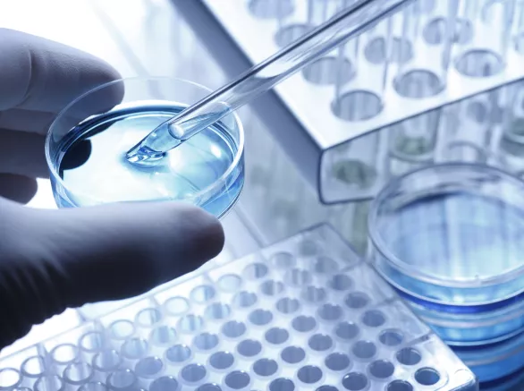 Scientist taking a sample out of a petri dish using a pipette