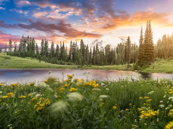 Landscape of nature and a pond