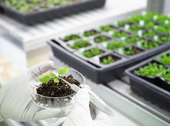 Model plant in a research lab