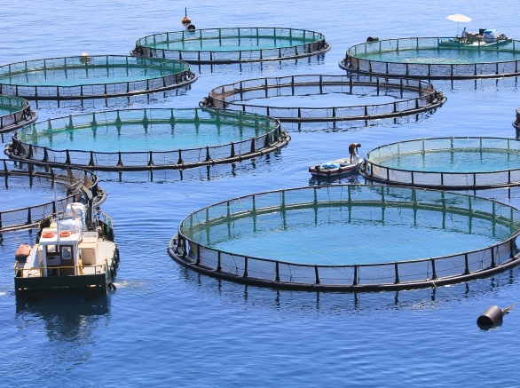 multiple fish farms in a body of water