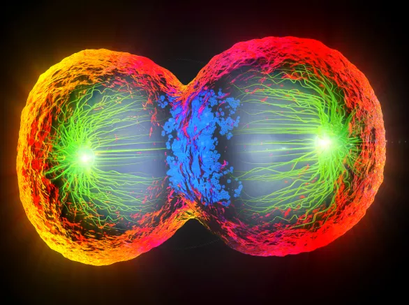 3d illustration of colorful cell division
