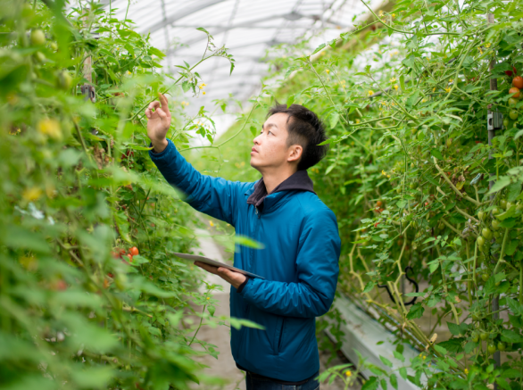 Man standing in nursery reaching up to examine cherry tomato plants