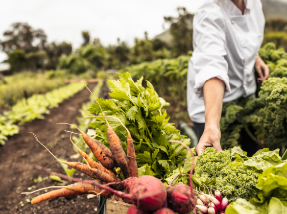 Woman reaching for carrots and other root vegetables standing between rows of green crops
