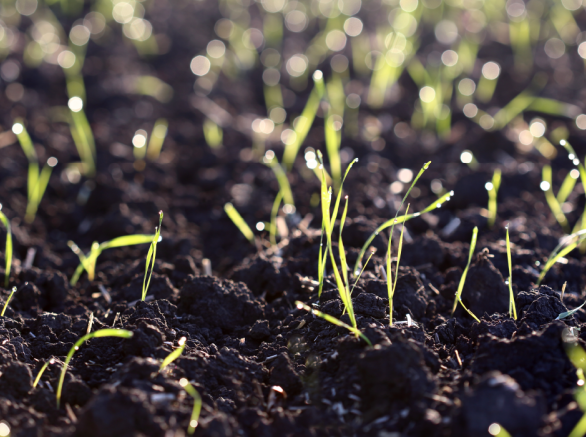 Close-up of dirt and green grass seedlings sprouting from the ground