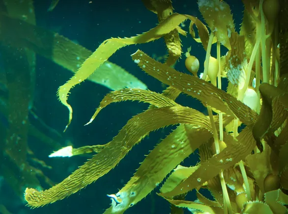 Seaweed in the ocean. Exponent helps clients preserve and protect natural resources.