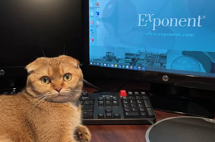 Pet Photo Competition