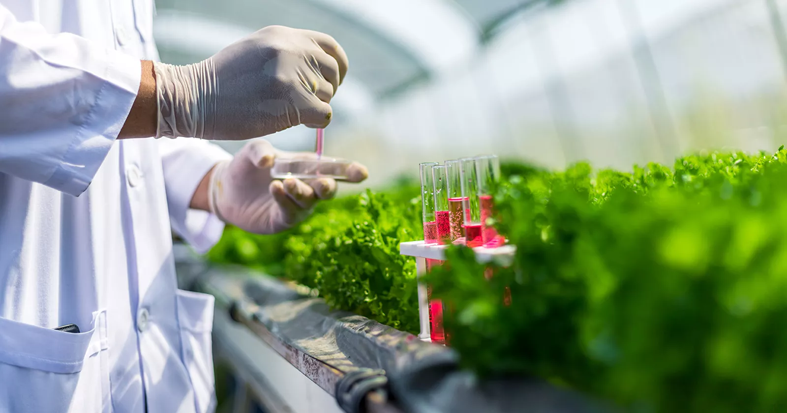 Plant Science & Pathology 
